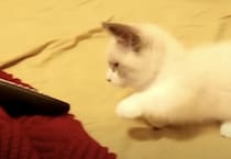 「これ、なんだか怖い！」なぜかいつもリモコンに怯えるマンチカン子猫。