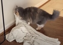 重たい毛布を頑張って運ぶ猫、懸命な姿が愛らしい！