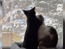 不思議だにゃ？雪に手を伸ばす猫さんたち