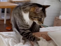 猫「ちゃんと順番があるんだにゃ！」 飼い主のためのやさしくて、可愛い起こし方