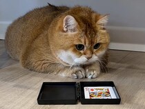 愛猫に手品を見せようと張り切る飼い主さん、猫さんの反応は？