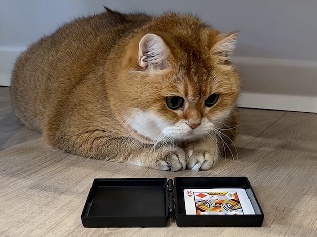 愛猫に手品を見せようと張り切る飼い主さん、猫さんの反応は?