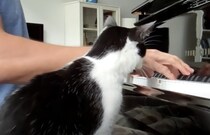 「ピアノよりも頭を触って！」嫉妬しまくる猫が可愛い♡