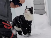 大雪で寒いけどお散歩したい！ 猫耳帽子でしっかり防寒対策するハチワレ猫さん