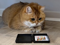 愛猫に手品を見せようと張り切る飼い主さん、猫さんの反応は？