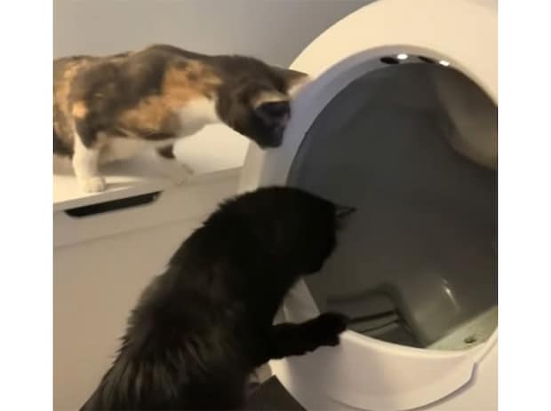 新しいトイレに大騒ぎする猫さんたち、「動いてるよー! 回ってる!」反応がかわいすぎるよ