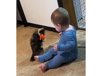 赤ちゃんと子猫、ぎこちなく遊ぶ様子も可愛い♡