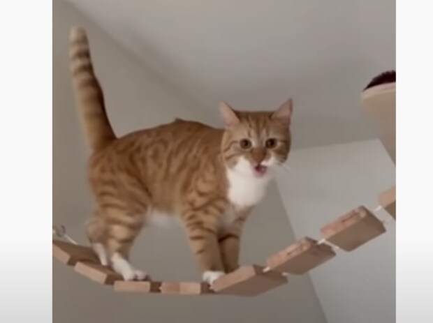 高い所に登って楽しそうな猫さん。 でも降りる時のことまで考えてなかった!