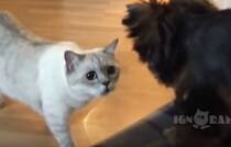 家に見知らぬ犬がいる！新しい家族に目を丸くして驚く猫