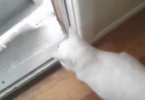 外はマイナス30℃！それでも猫が外に出たいと言うので扉を開けたら…