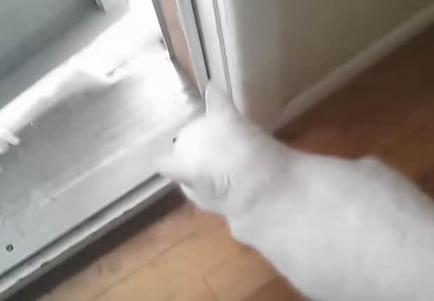 外はマイナス30℃!それでも猫が外に出たいと言うので扉を開けたら…