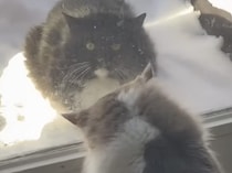 毎日家にやってくる野良猫を、暖かい家に入れてあげると…