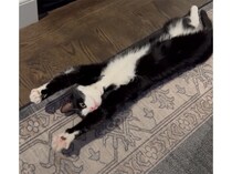 最高のお昼寝スポットを見つけた猫、 暖炉を全身で感じたくてこのポーズ。