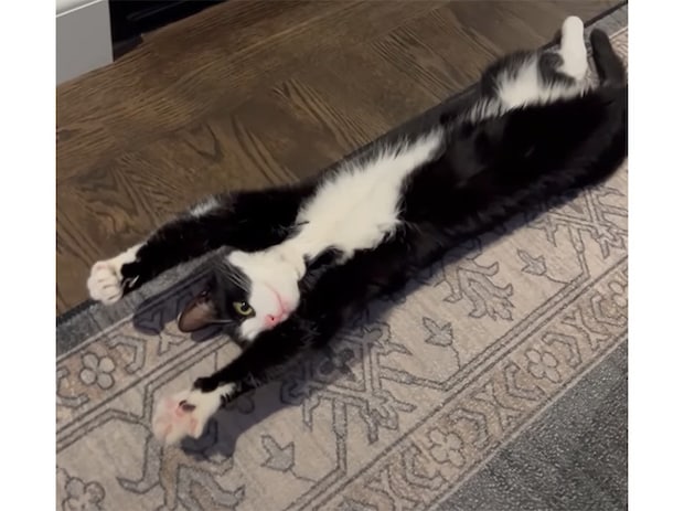 最高のお昼寝スポットを見つけた猫、 暖炉を全身で感じたくてこのポーズ。