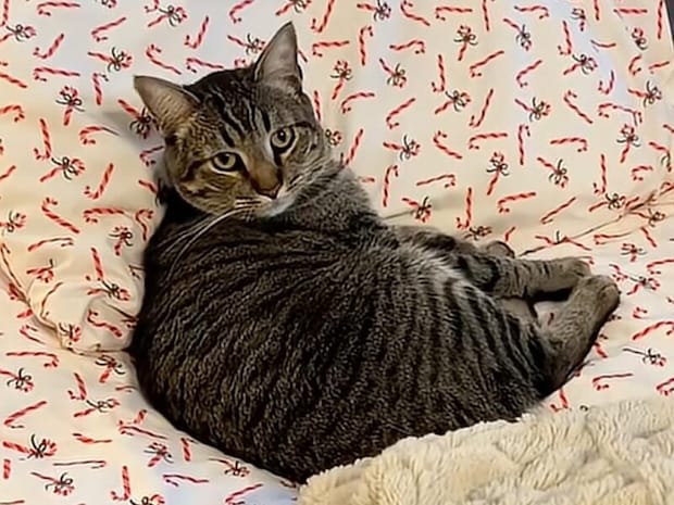 説得しても絶対に動かない! 猫用ベッドがあるのに… 飼い主さんの枕でくつろぐ猫さん