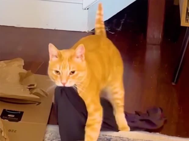 「これ置いとくね?」いつも飼い主さんに布製品を届けてくれる茶トラ猫さん