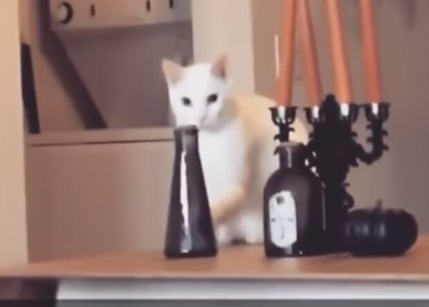 レイアウトが気に入らない? 花瓶の配置を気にする猫さん