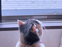 「雪だー！」勢いよく出たけどやっぱり寒い。冬の日の猫さんたちの反応