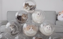 猫にアパートを作ってあげたよ！みんな喜んでくれるかな？