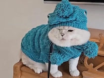 「寒くても平気だニャ」冬のフル装備で準備OKの猫さん。おしゃれすぎる着こなしにほっこり