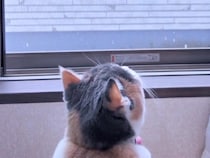 「雪だー！」勢いよく出たけどやっぱり寒い。冬の日の猫さんたちの反応