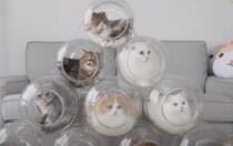 猫にアパートを作ってあげたよ！みんな喜んでくれるかな？