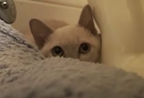 子猫が初めてお家やってきた！心を開くには… まずゴハン？