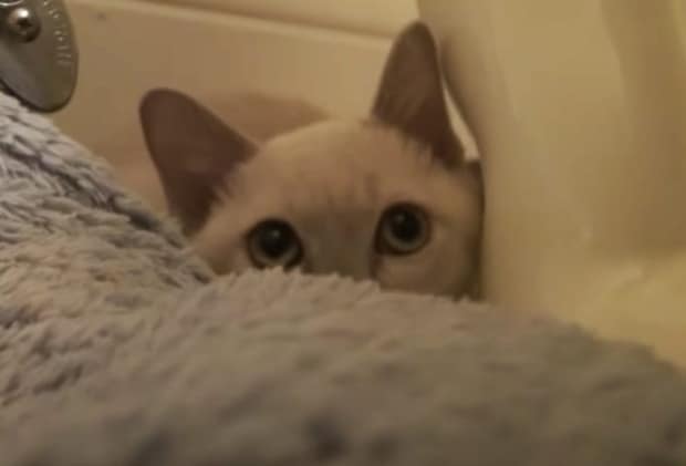 子猫が初めてお家やってきた！心を開くには… まずゴハン？