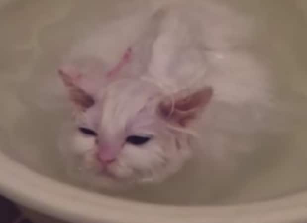 自分で入浴！ お風呂が大好きすぎて、とろけちゃってる猫さん