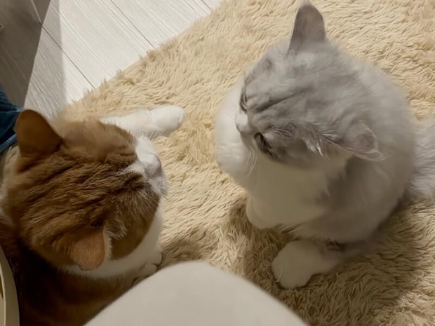 本気で怒ってる… はずだけど。ぬいぐるみのような猫の「優しすぎるパンチ」に誰もが笑顔に