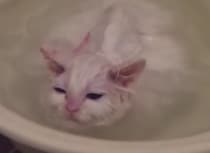 自分で入浴！ お風呂が大好きすぎて、とろけちゃってる猫さん