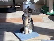 まるでステージの主役！ ポールに掴まってポーズをとる猫さん