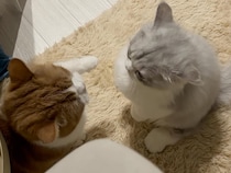 本気で怒ってる… はずだけど。ぬいぐるみのような猫の「優しすぎるパンチ」に誰もが笑顔に