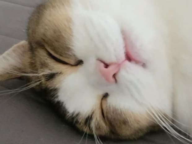 「今週もつかれたニャ…」ベッドを独り占めしてとろけるように眠る猫さん。