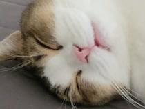 「今週もつかれたニャ…」ベッドを独り占めしてとろけるように眠る猫さん。