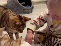 流れるお水に、子猫も赤ちゃんも興味津々♪