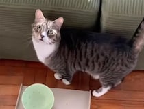 「ねえ起きて♡」ベッドを覗き込む猫さんのモーニングコール。起きた直後の“可愛すぎる誘導”にほっこり