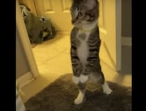 入浴中の飼い主を見る猫「うわぁ… 信じられニャい」とドン引き。