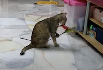「ひとりで遊ぶから良いもんね…」自分で猫じゃらしを使う猫。