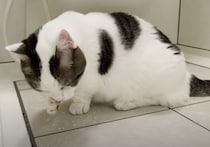 「パパが溺れてないか確認にゃの」心配してお風呂を何度も覗きにくる猫。