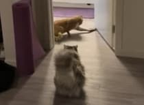 「そいつに気をつけろ！」靴下と戦う猫ちゃんズ。