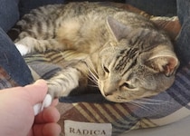 寝起きに突然の握手会を開始！ それでも優しく応じてくれる猫ちゃん