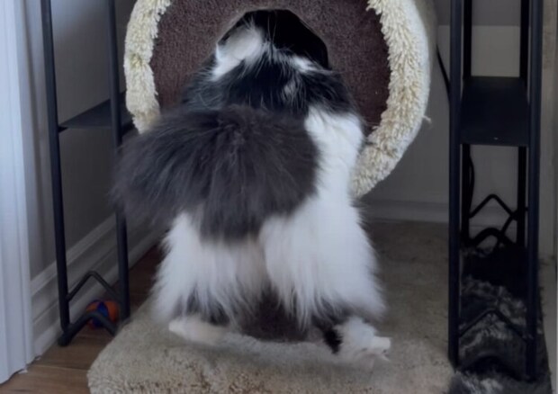 ぽっちゃり猫、キャットタワーに入ろうとしてお尻が！