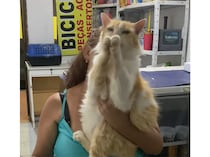 バースデーソングに合わせて手拍子する猫！ お祝いの気持ちがうれしい♡