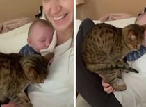 「そこはボクの特等席だったのにニャ」赤ちゃんとママを取り合う猫。