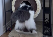 ぽっちゃり猫、キャットタワーに入ろうとしてお尻が！