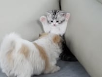 「ちょっと怖いニャ！」グイグイくる子犬さんに驚いて、逃げ回っていた子猫さんだけど…