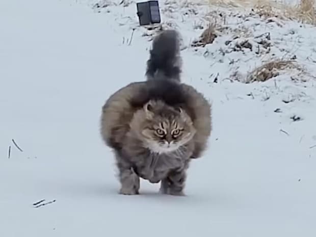 【金メダル級の速さ】お家が見えると全力疾走！ 猫オリンピックを開催する猫さんと飼い主さんの爆走レース