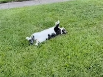 ぽかぽか陽気に誘われて。お庭に転がる「謎のジャガイモ」の正体は？