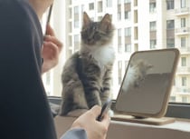 メイクに興味を持った子猫さん、自分もお化粧してみたくなって…